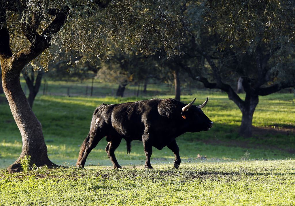 Camada de Albarreal para 2020