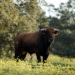 Camada de Albarreal para 2020