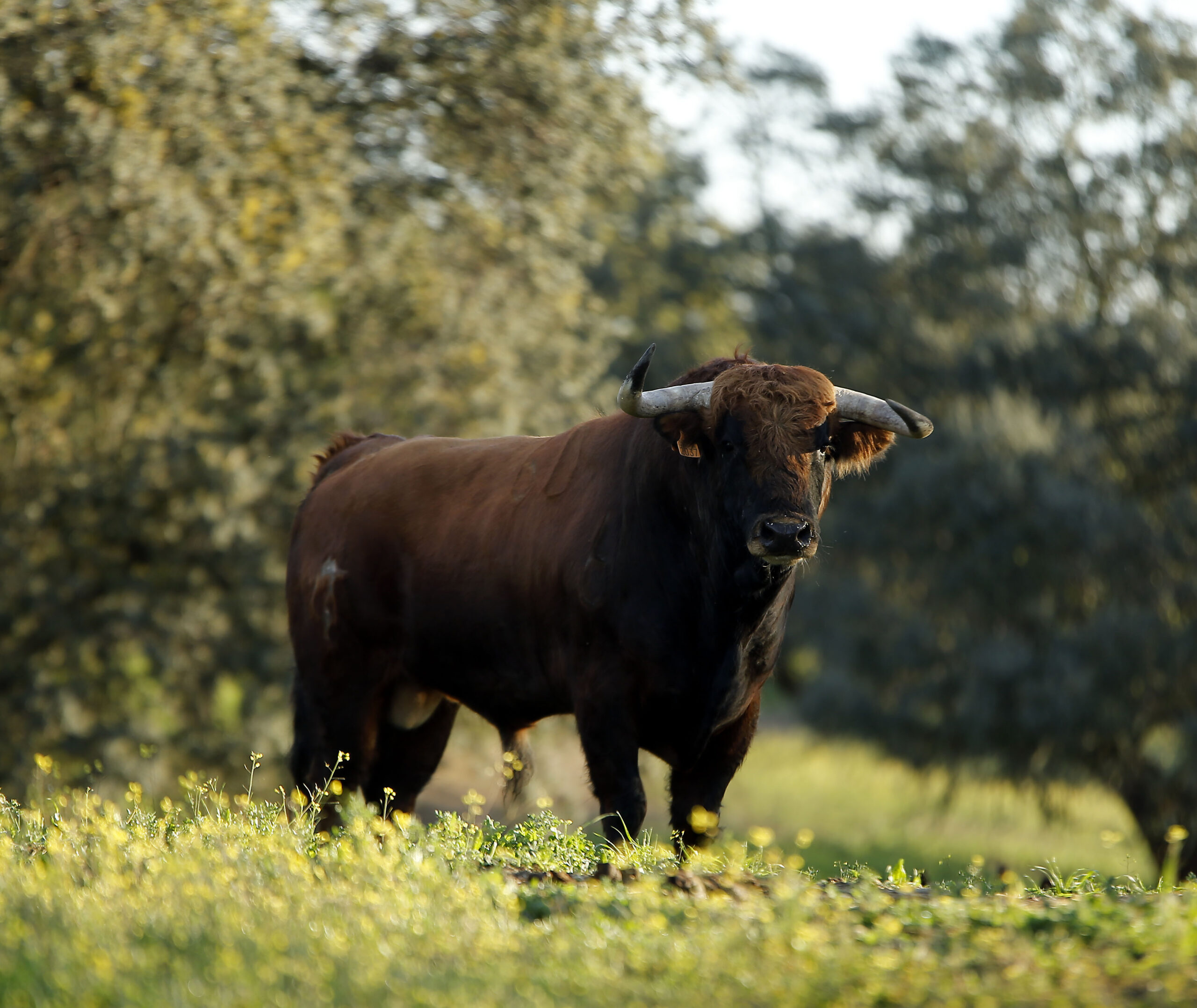 Camada de Albarreal para 2020