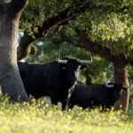 Camada de Albarreal para 2020