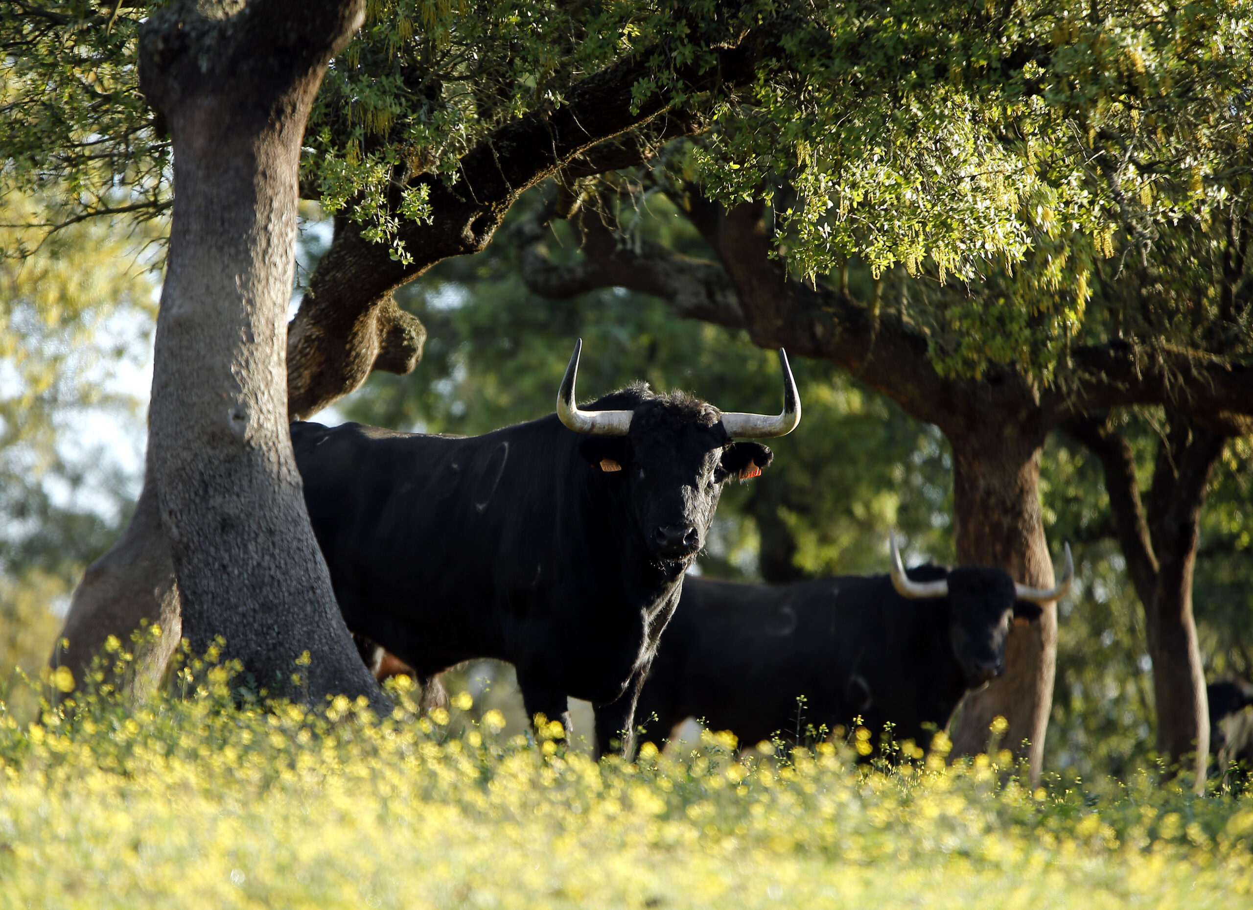 Camada de Albarreal para 2020