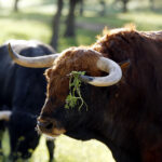 Camada de Albarreal para 2020