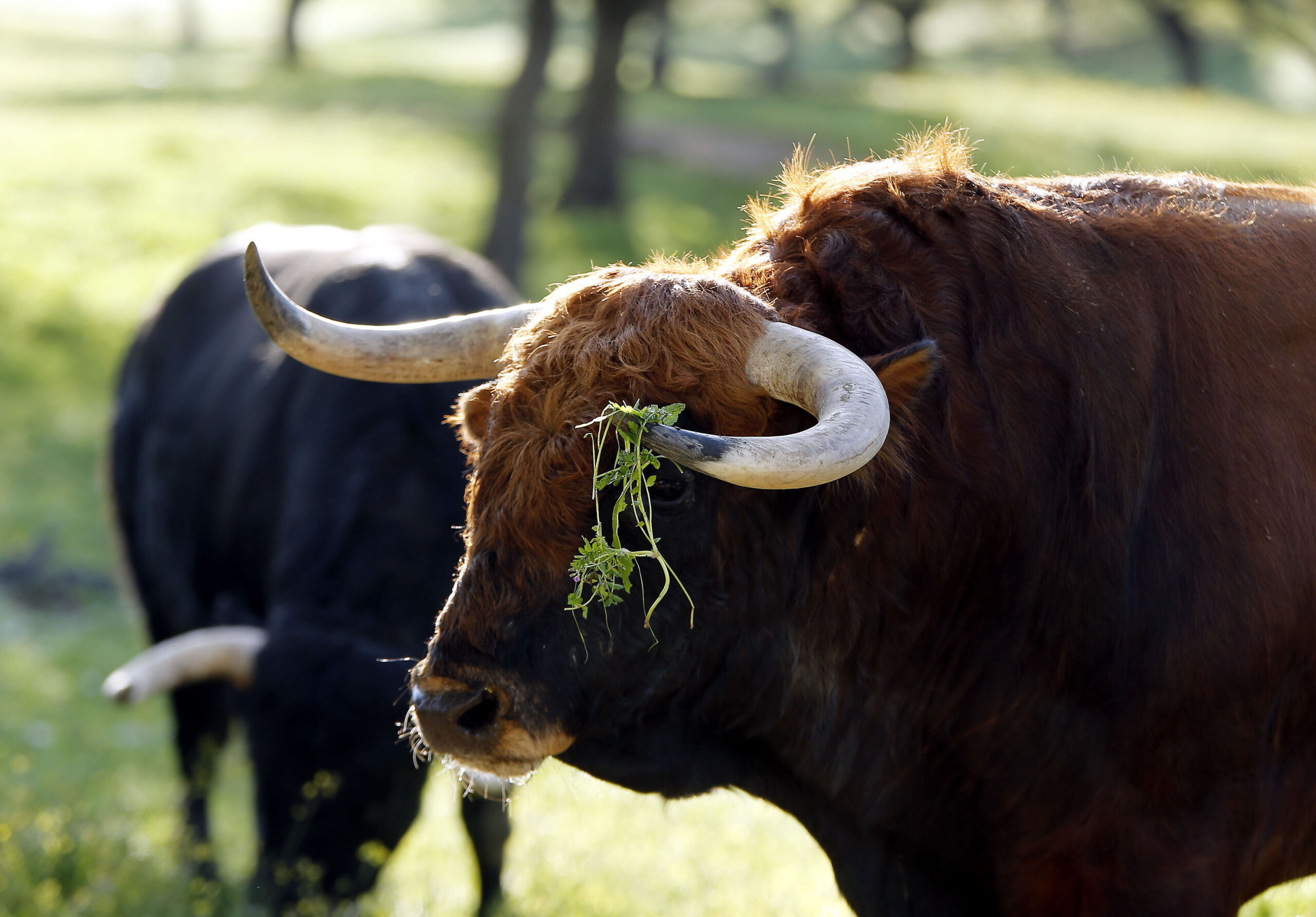 Camada de Albarreal para 2020