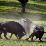 Camada de Albarreal para 2020