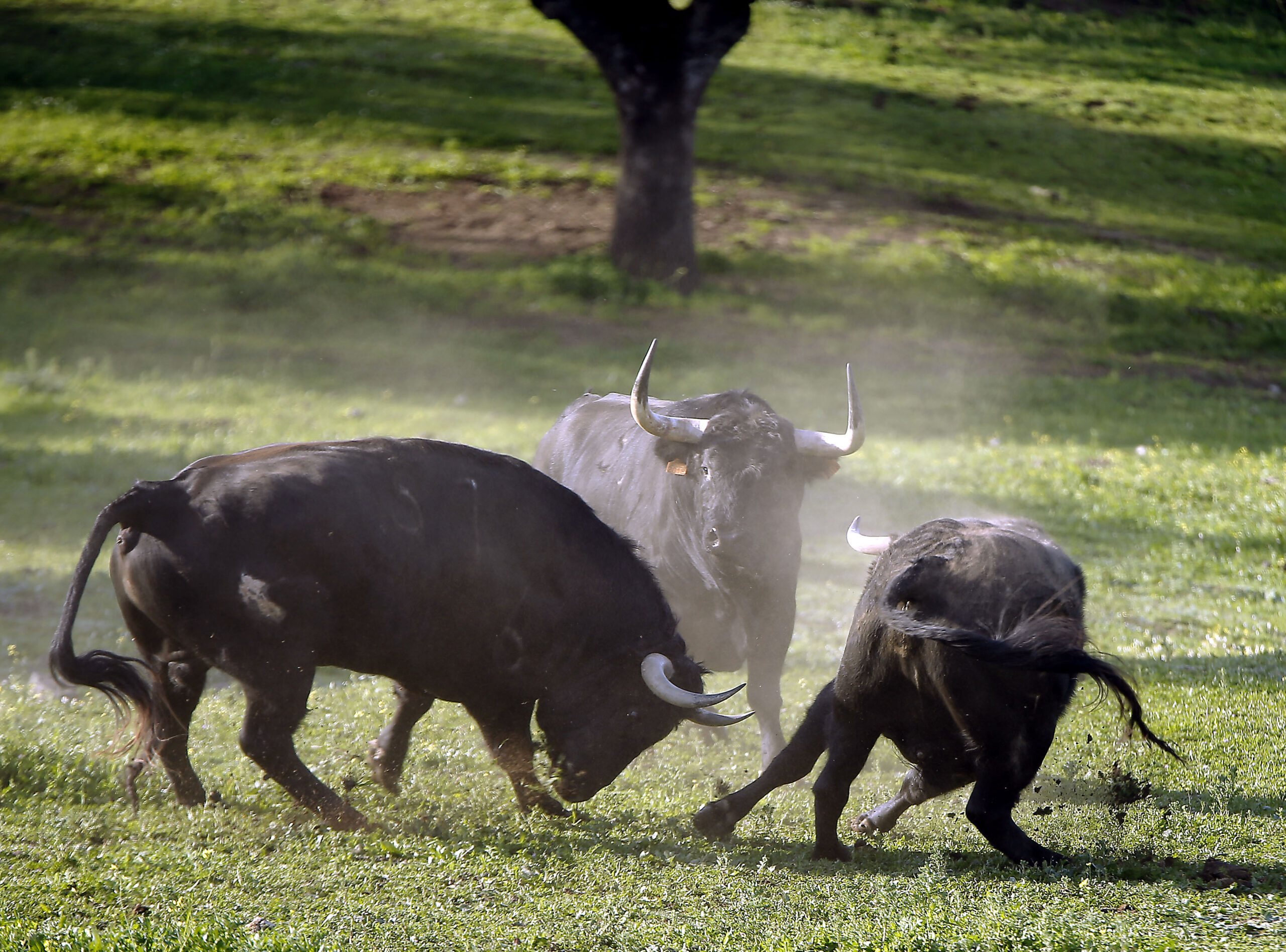 Camada de Albarreal para 2020