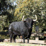 Camada de Albarreal para 2020