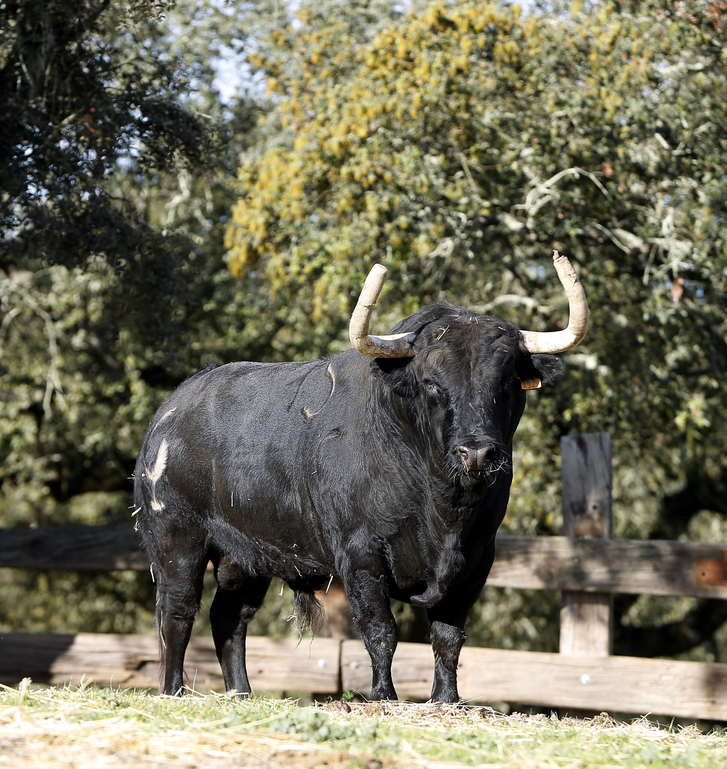 Camada de Albarreal para 2020