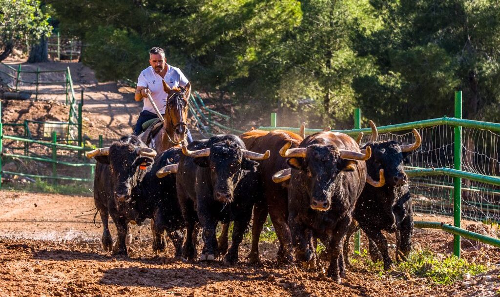 Una novillada de Daniel Ramos sustituye a la de Miura en Calasparra