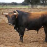 Camada de Conde de Mayalde para 2020