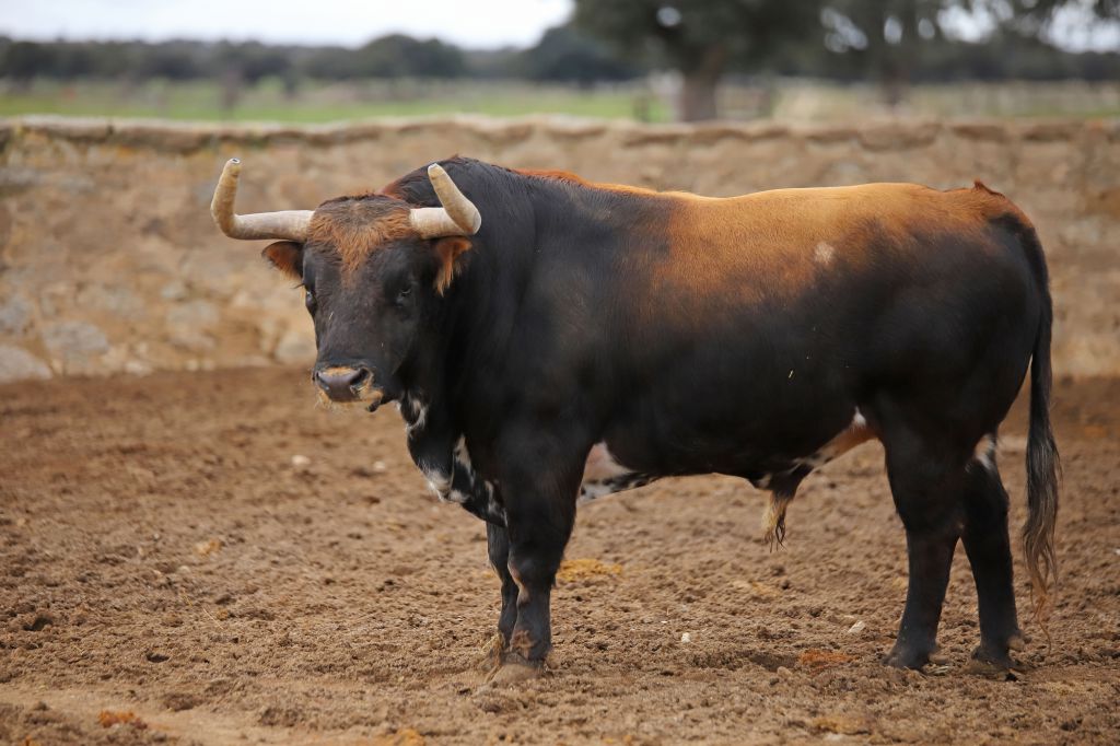 Camada de Conde de Mayalde para 2020