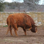 Camada de Conde de Mayalde para 2020