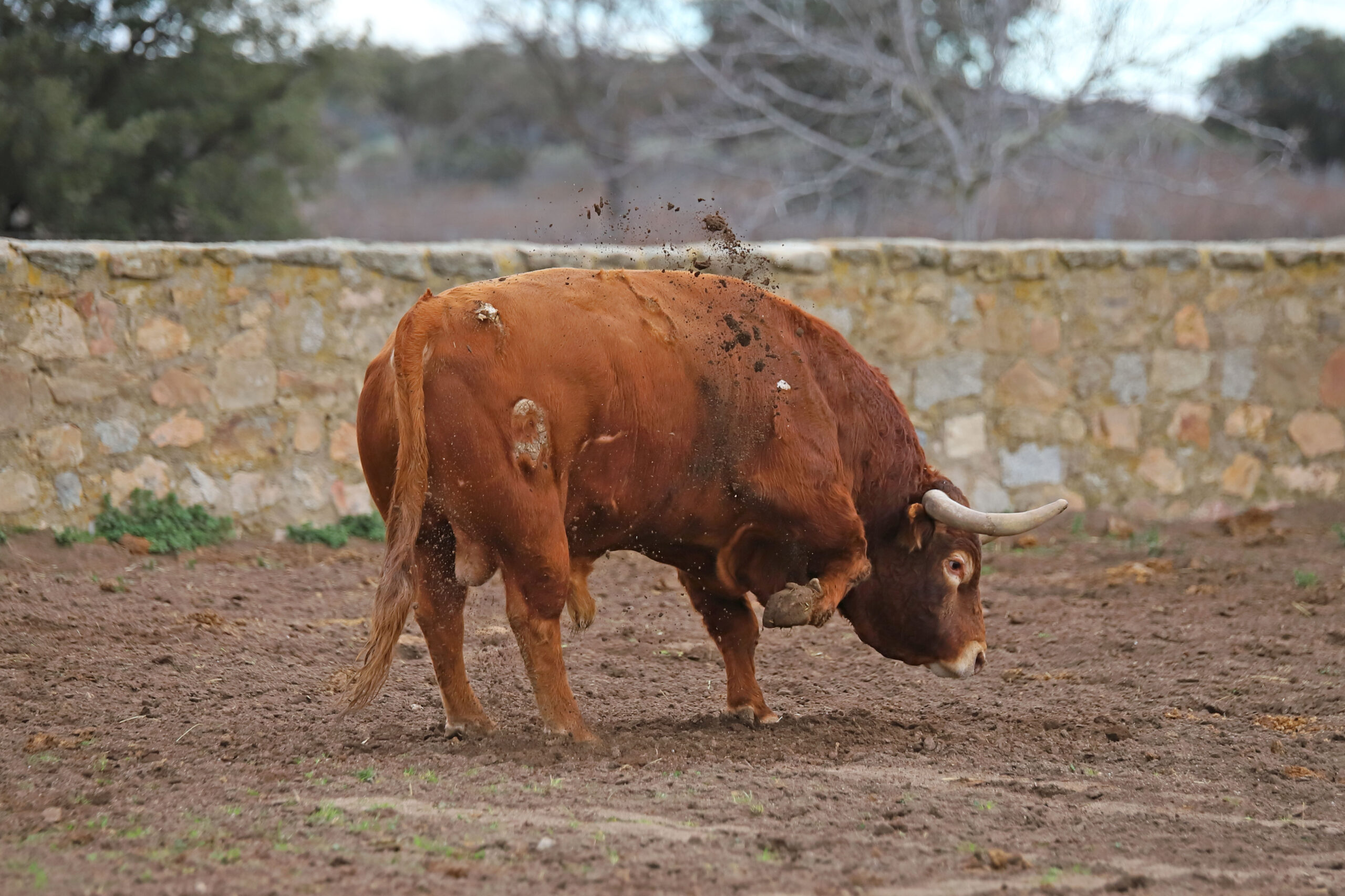 Camada de Conde de Mayalde para 2020