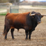 Camada de Conde de Mayalde para 2020