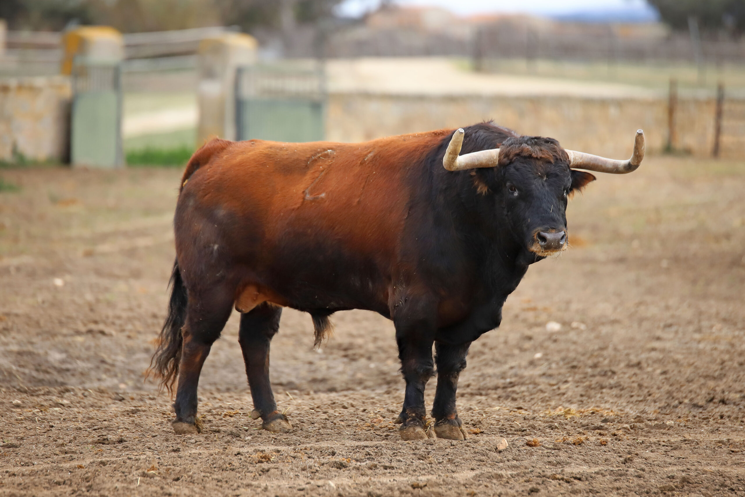 Camada de Conde de Mayalde para 2020