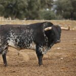 Camada de Conde de Mayalde para 2020