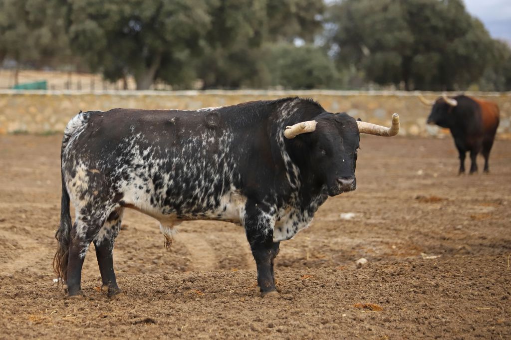 Camada de Conde de Mayalde para 2020