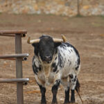 Camada de Conde de Mayalde para 2020
