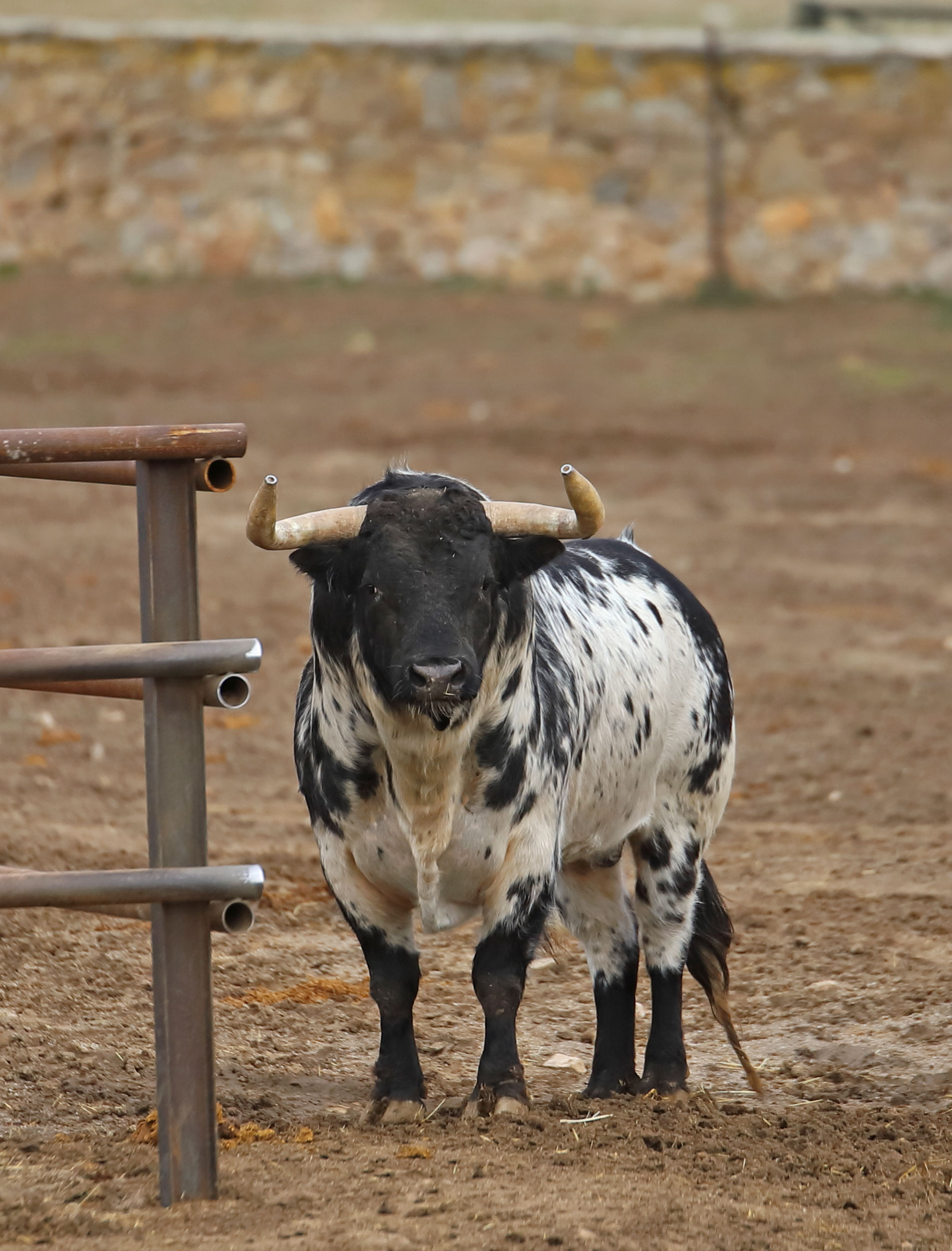 Camada de Conde de Mayalde para 2020