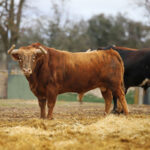 Toros de la camada de 2020 de Conde de Mayalde.