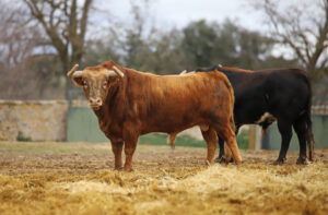 Toros de la camada de 2020 de Conde de Mayalde.