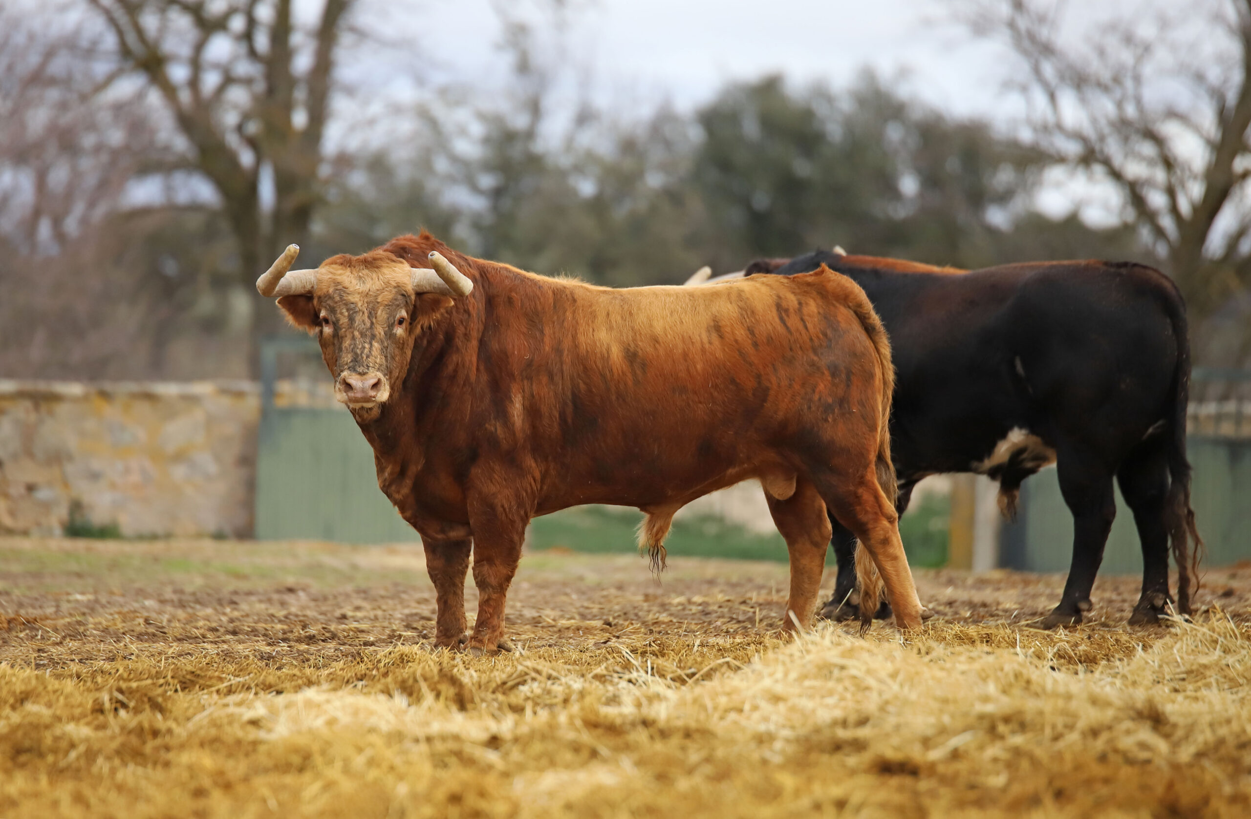 Toros de la camada de 2020 de Conde de Mayalde.