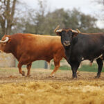 Camada de Conde de Mayalde para 2020