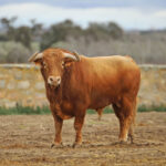 Camada de Conde de Mayalde para 2020