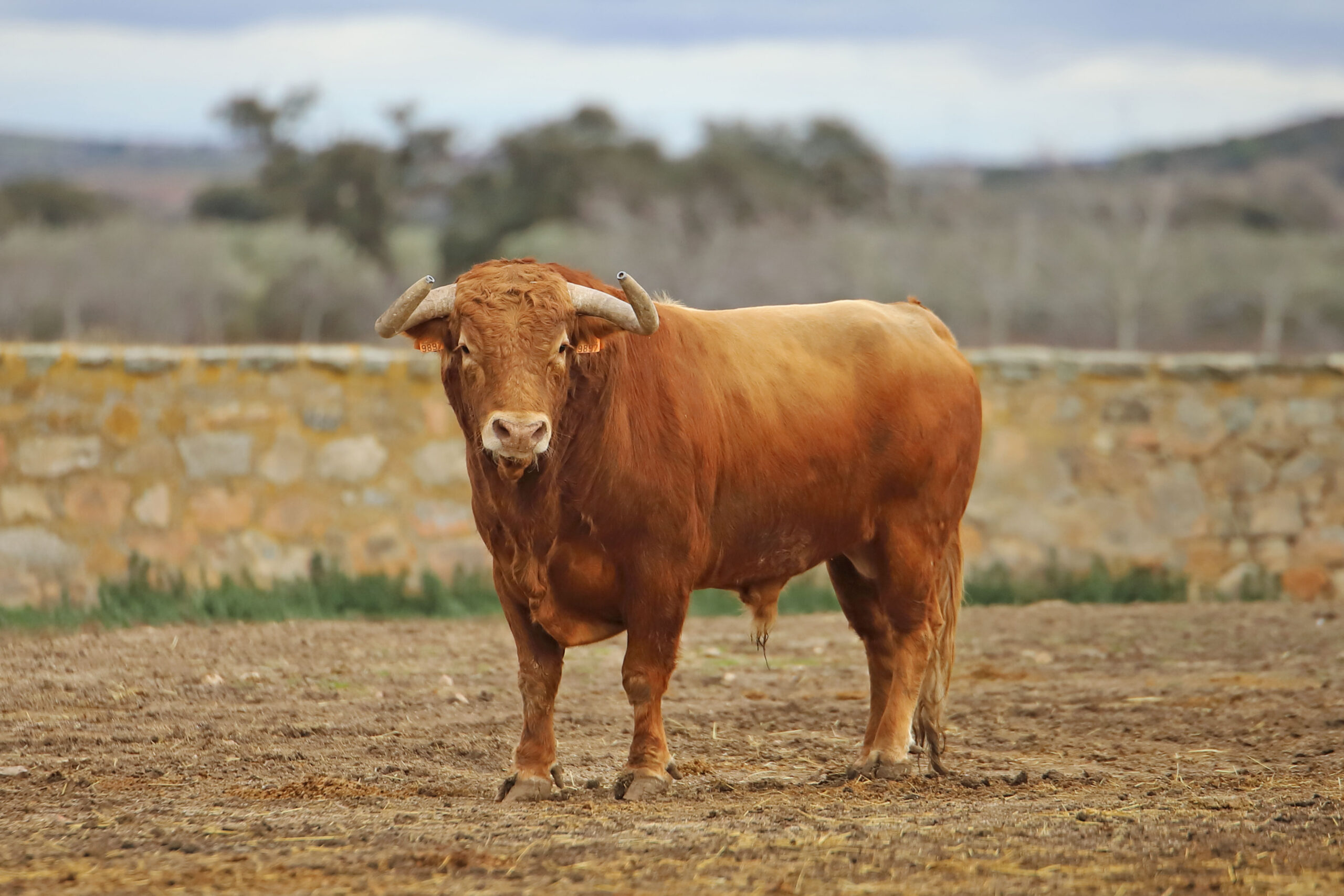 Camada de Conde de Mayalde para 2020