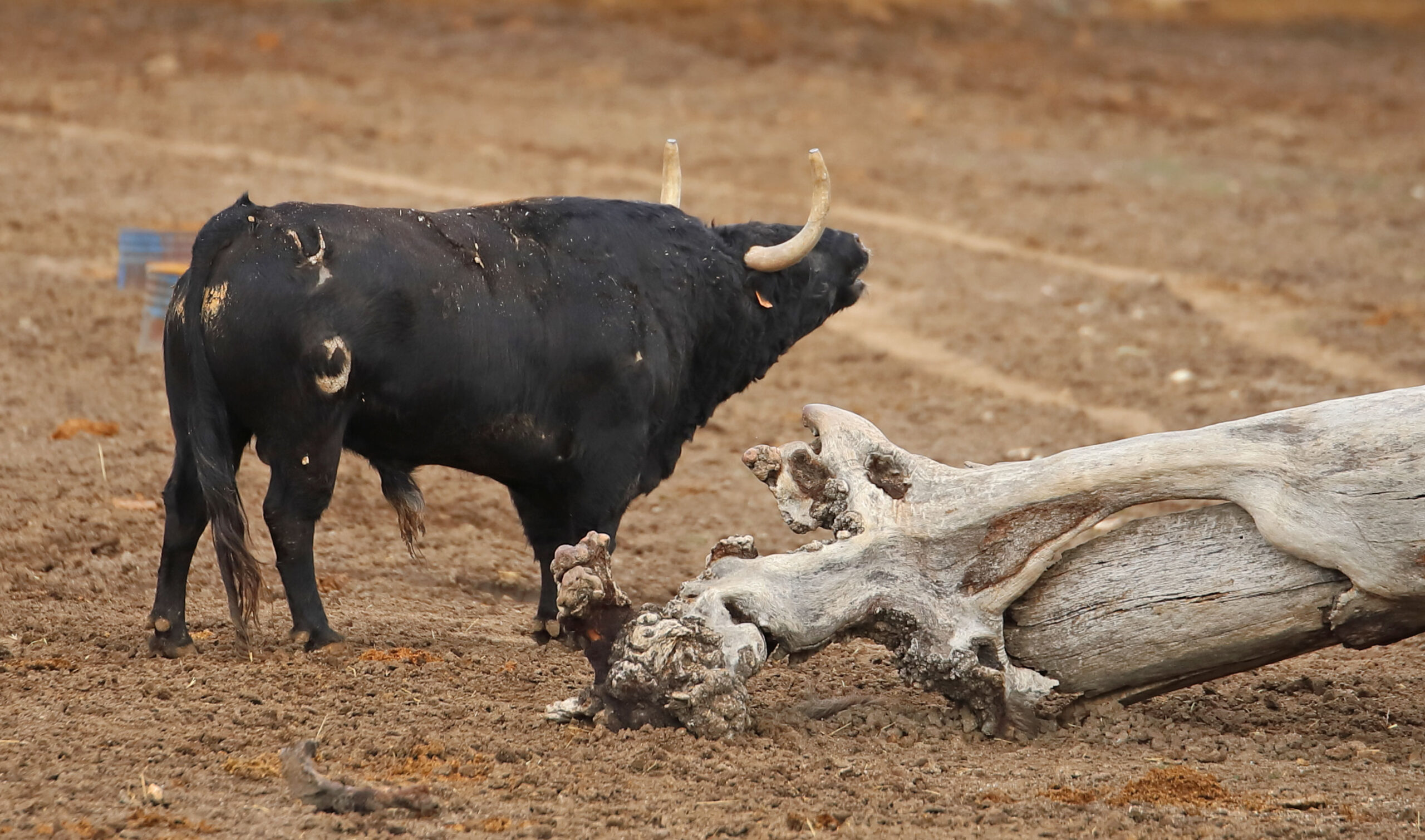 Camada de Conde de Mayalde para 2020