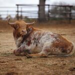 Camada de Conde de Mayalde para 2020