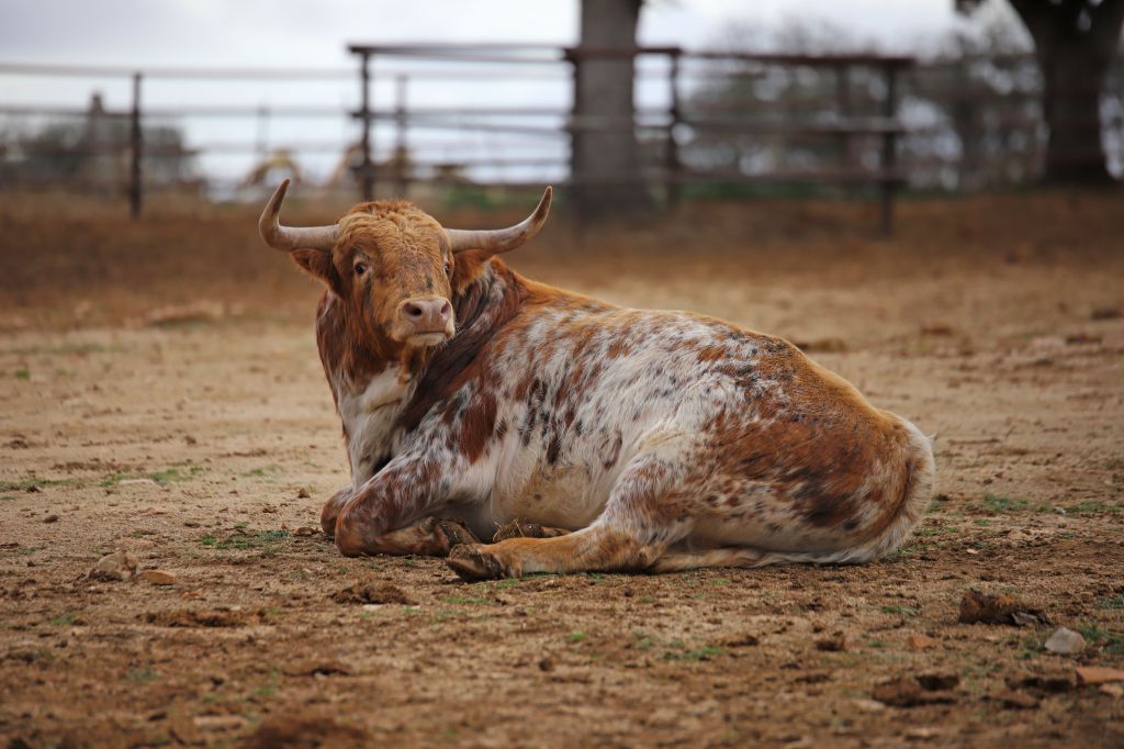 Camada de Conde de Mayalde para 2020