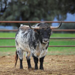 Camada de Conde de Mayalde para 2020