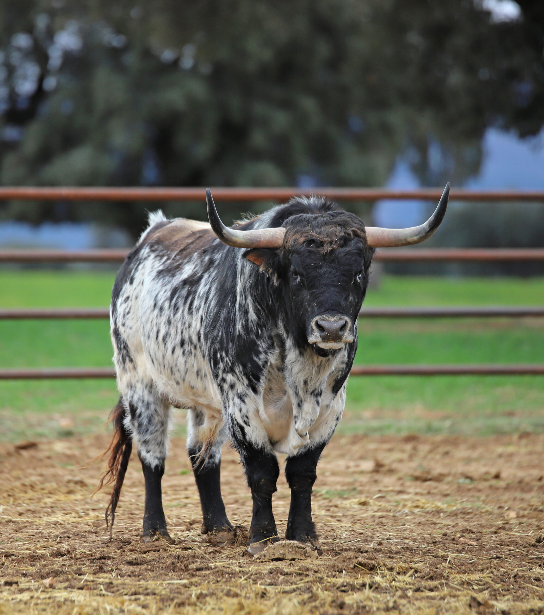Camada de Conde de Mayalde para 2020
