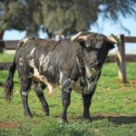 El Montecillo. Camada 2020