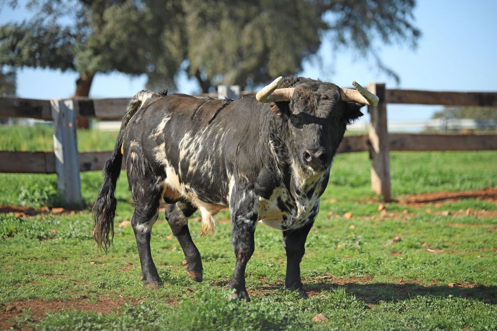 El Montecillo. Camada 2020