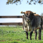 El Montecillo. Camada 2020