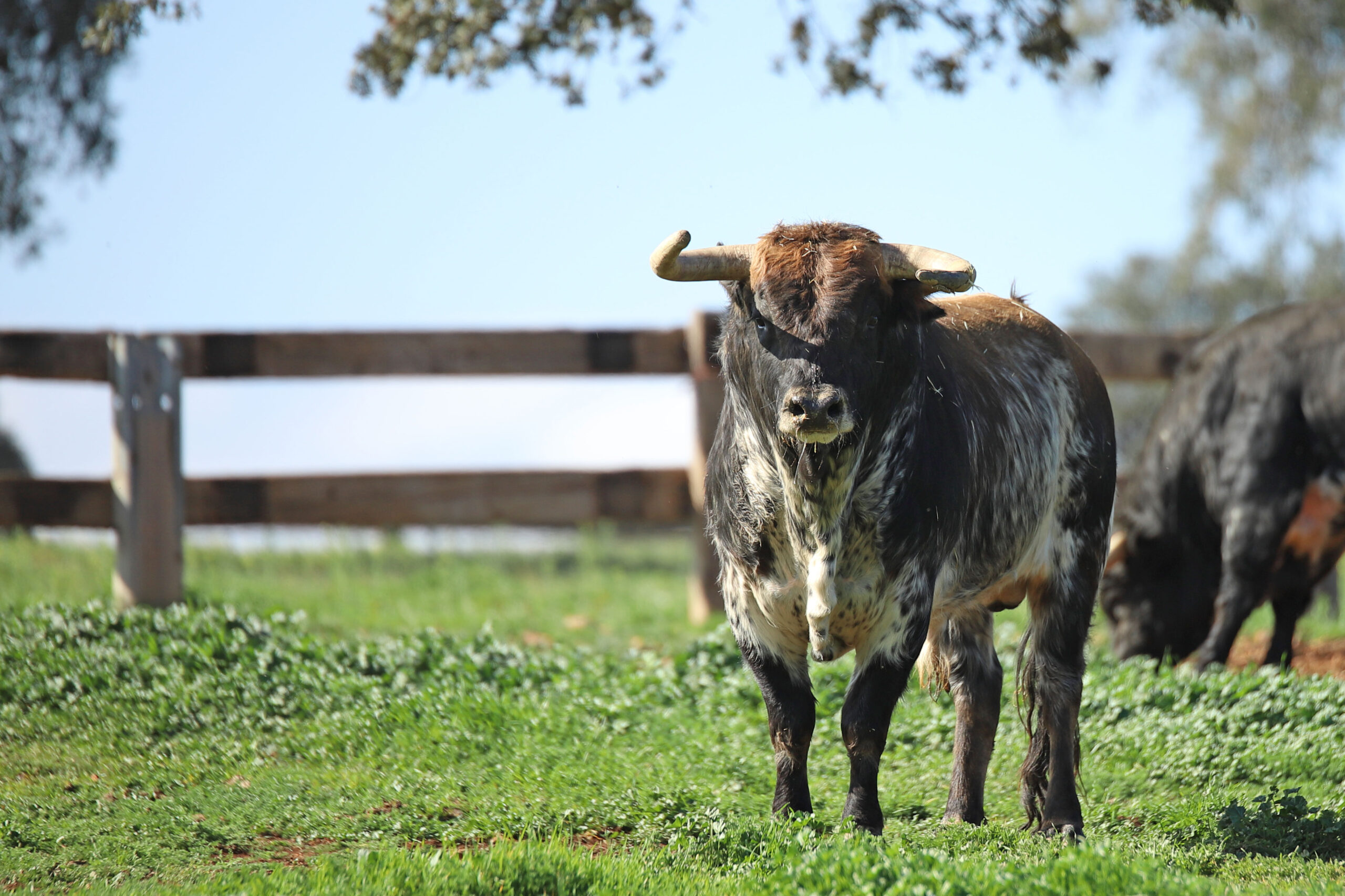 El Montecillo. Camada 2020