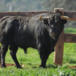 El Montecillo. Camada 2020