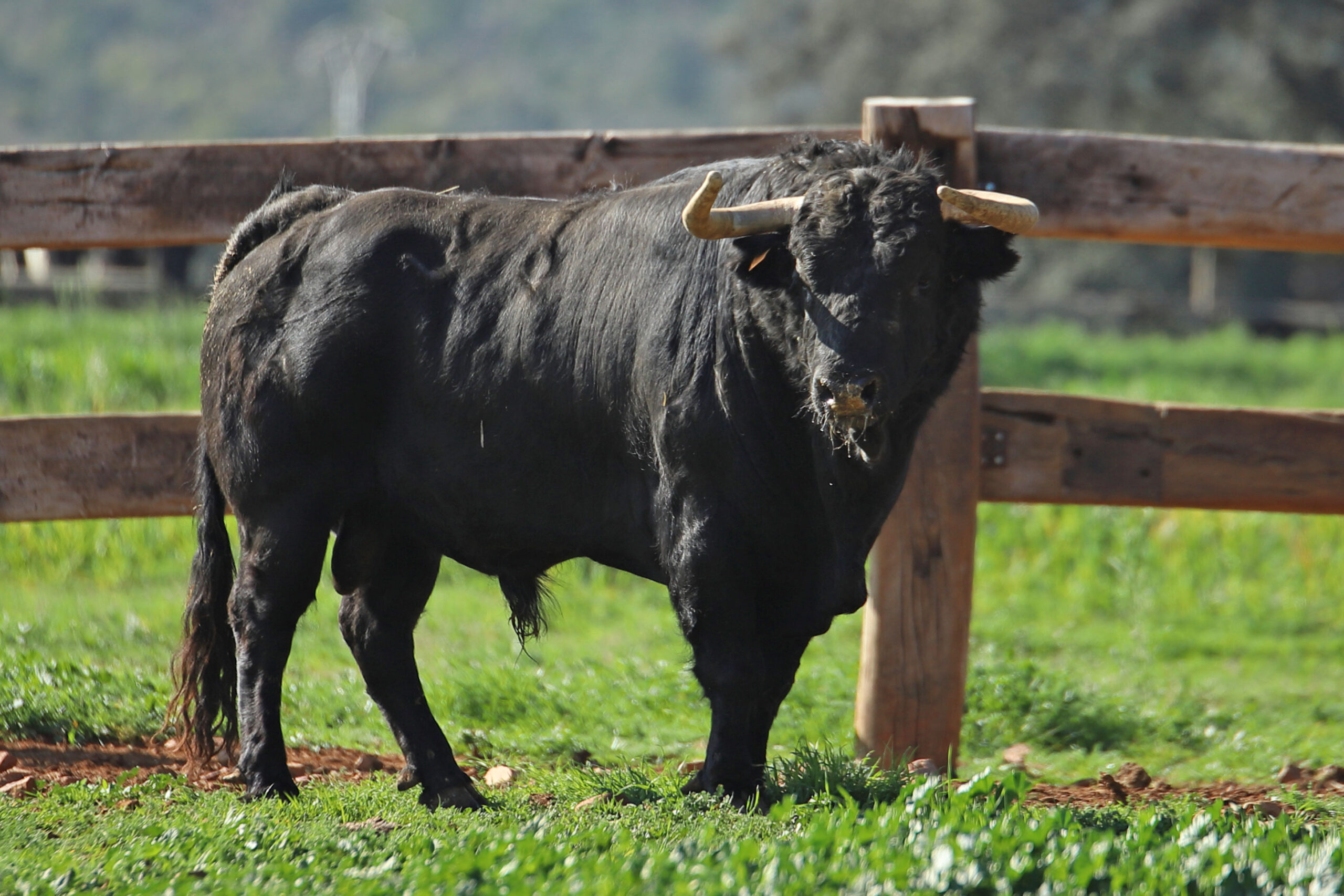 El Montecillo. Camada 2020