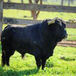 El Montecillo. Camada 2020