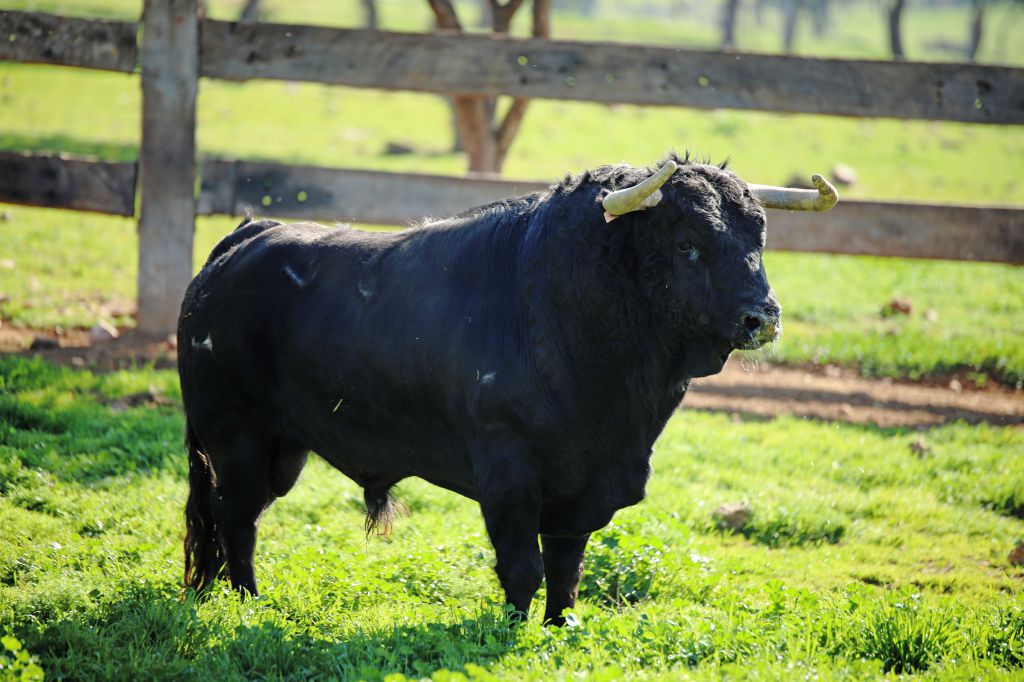 El Montecillo. Camada 2020