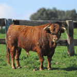 El Montecillo. Camada 2020