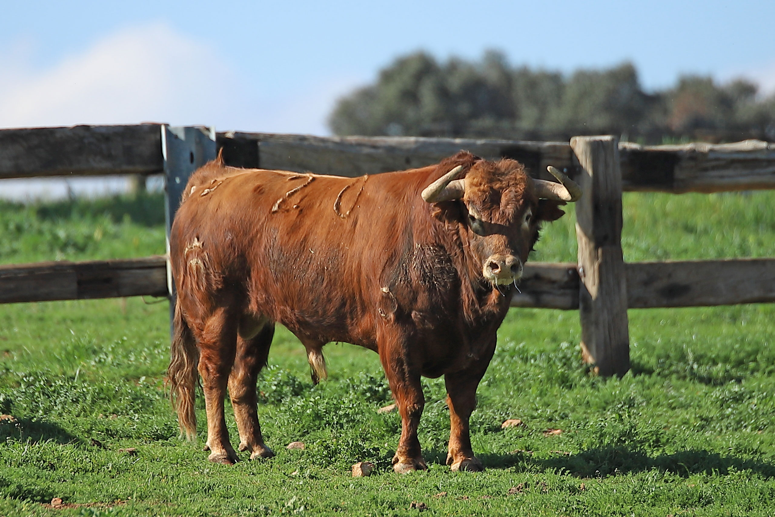 El Montecillo. Camada 2020