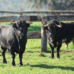 El Montecillo. Camada 2020