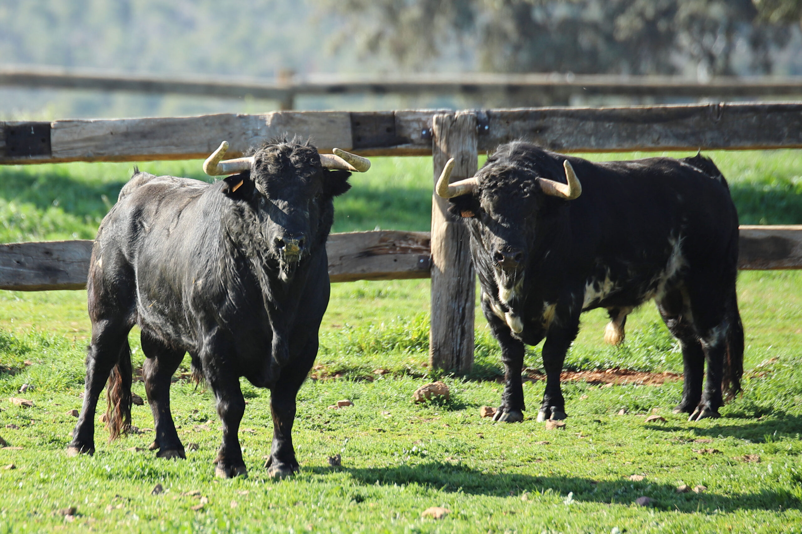 El Montecillo. Camada 2020