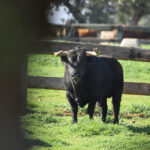 El Montecillo. Camada 2020