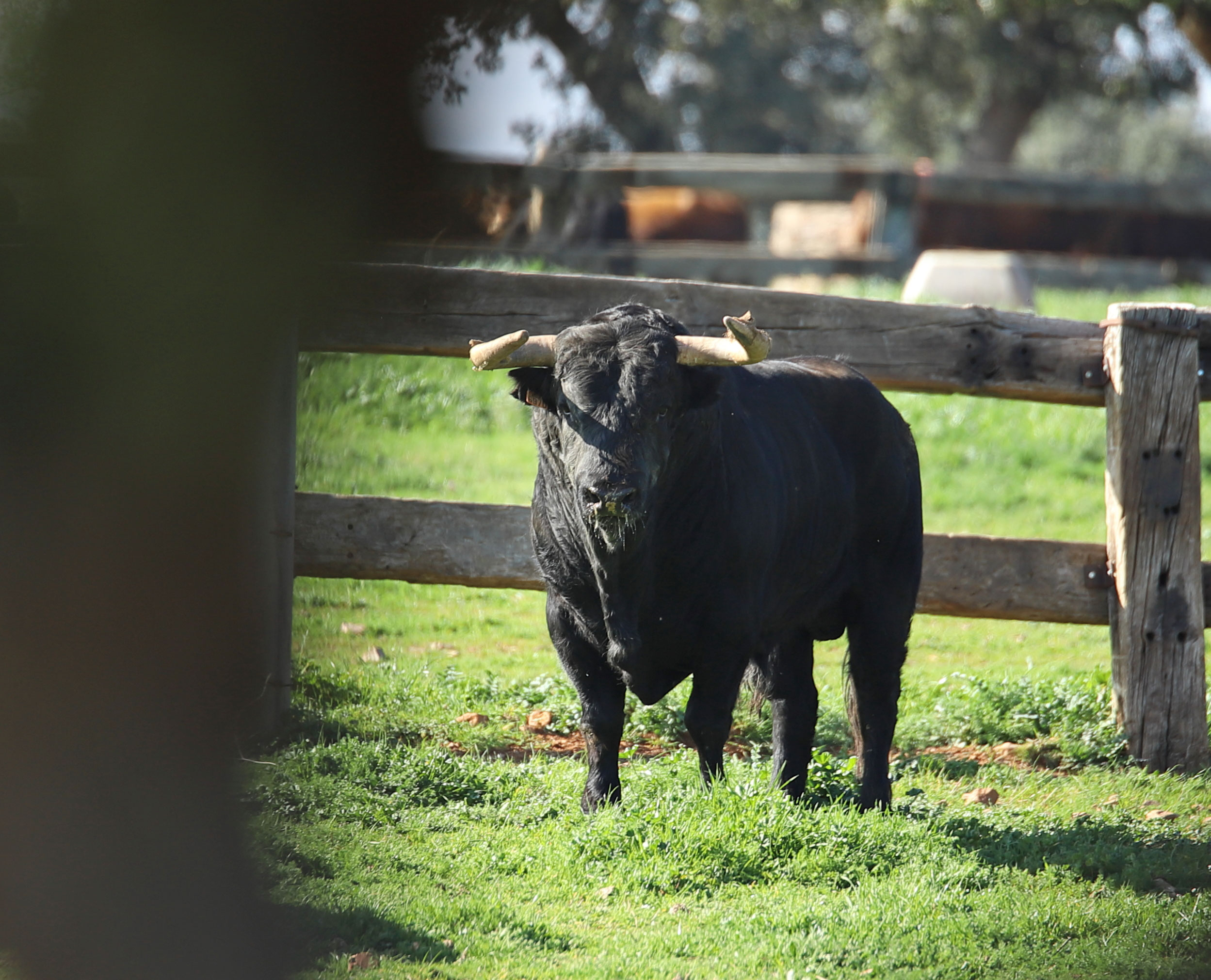 El Montecillo. Camada 2020