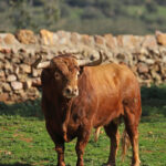 El Montecillo. Camada 2020