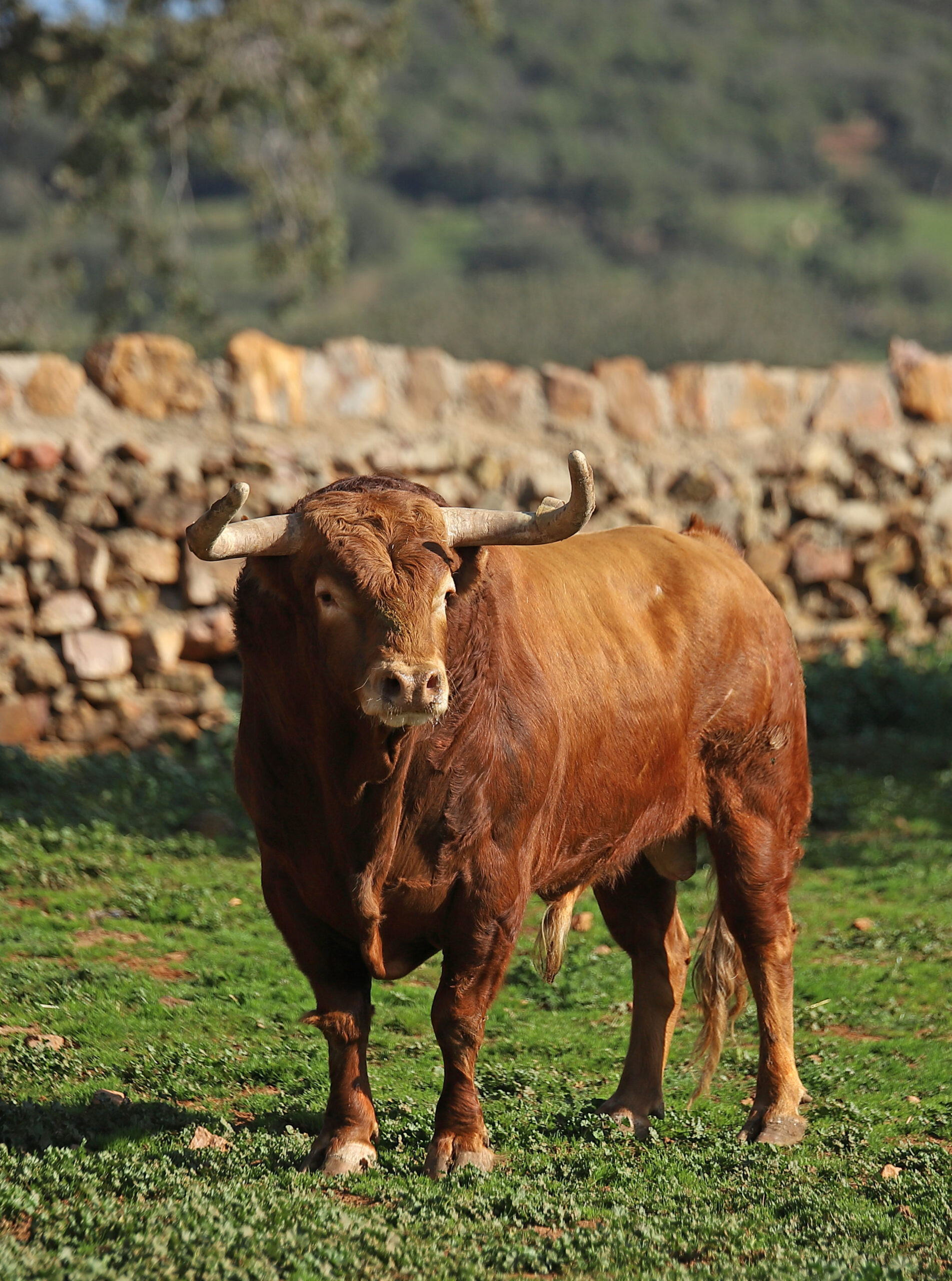 El Montecillo. Camada 2020