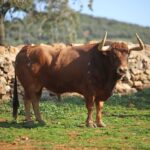 El Montecillo. Camada 2020